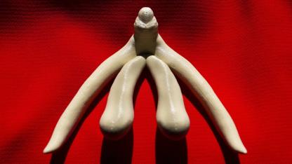 Fotos eines Klitorismodells